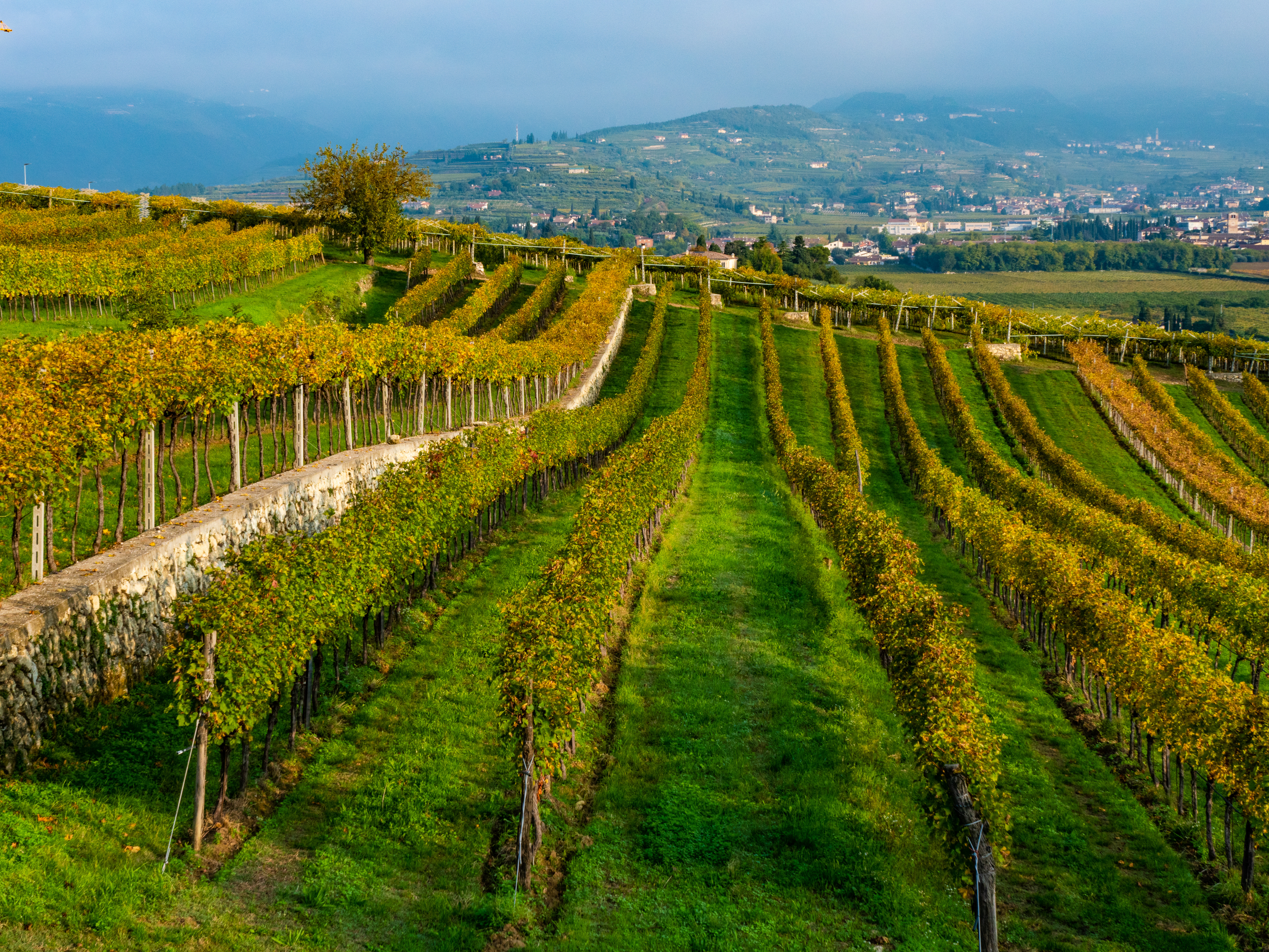 Regione del Veneto - Promozione Turistica - Valpolicella